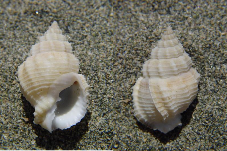 Cancellaria similis